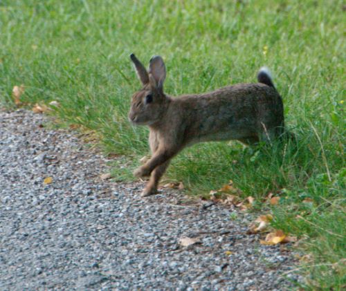 lapin
