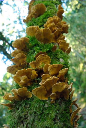 champignon sur mousse