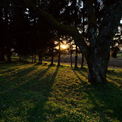 arbre soleil